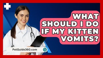 What Should I Do If My Kitten Vomits? - PetGuide360.com