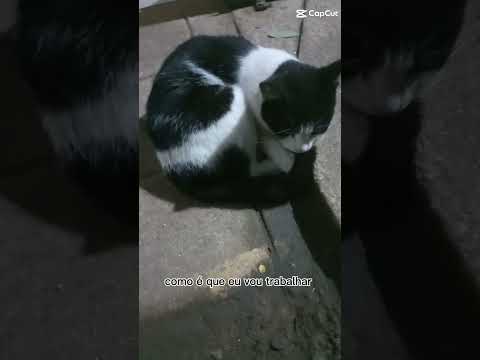 o meu gato tá difícil não quer trabalhar tá muito cansado kkkkkkkkk