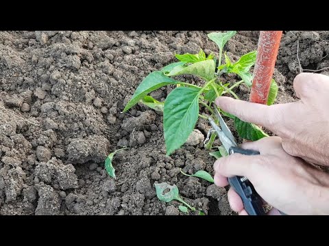 Vidéo: Les poivrons flétrissent : que faire pour les plants de poivrons fanés ?
