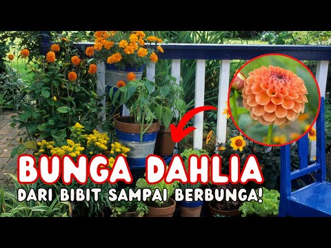 Video: Perawatan Tanaman Dahlia: Cara Menanam Dahlia Di Taman