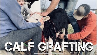 Graft A Calf With Us! TW: Deceased Calf