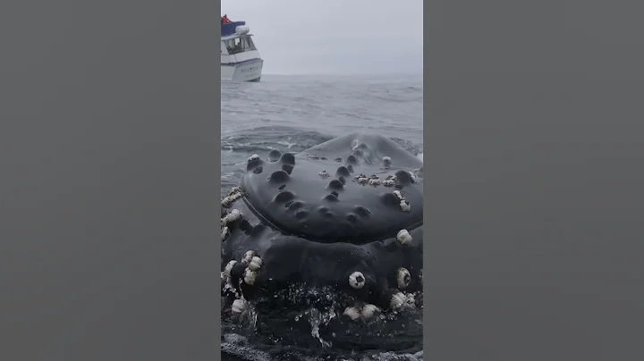 Insanely Friendly Humpback whale plays with boat - DayDayNews