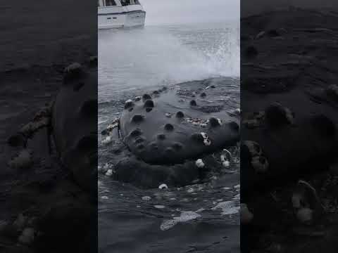 Insanely Friendly Humpback whale plays with boat