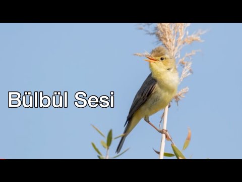 Muhteşem Doğal Bülbül Sesi | Gorgeous Natural Nightingale Sound