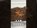 オバケコオロギが2ヶ月も飲まず食わずなのでケースから出してみたら衝撃な結果に#リオック