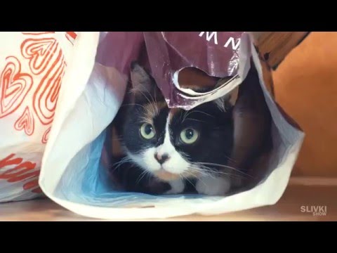 Как 1 апельсина сделать 2 литра сока Как 1 апельсина сделать 2 литра сока