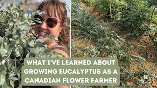 What I've Learned about Growing Eucalyptus as a Canadian Flower Farmer