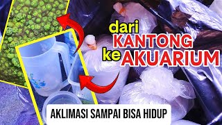 Unboxing Biota Laut Sampai Hidup di Akuarium