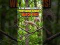 Is This Squirrel Secretly a Professional Acrobat? Watch This!