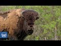 Wild buffalo in Wood Buffalo National Park - Full Documentary