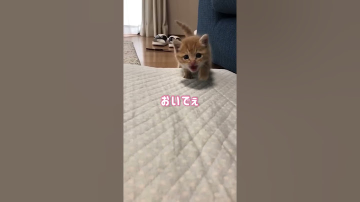 保護した翌日の子猫がこんな感じでもう運命だったとしか思えない♡ #shorts