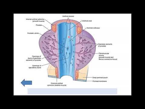 Video: Vīriešu Urīnizvadkanāla Anatomija, Diagramma Un Funkcija - Ķermeņa Kartes