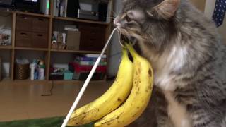 バナナには優しい猫 ノルウェージャンフォレストキャット Banana-friendly cat. Norwegian Forest cat.