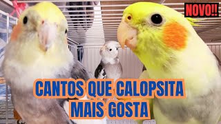 10 Cantos para estimular Calopsita Cantar. Várias Calopsitas Cantando. Cantos e assobios Calopsita screenshot 5