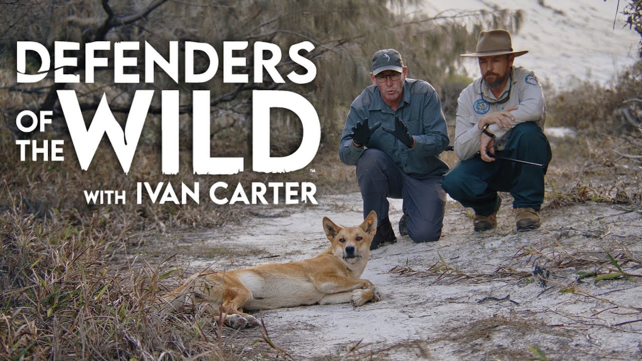 Nap Time For A WILD Dingo | Defenders of the Wild | EarthX