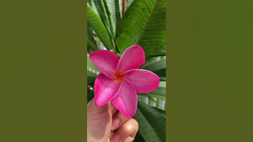 Наша «Палка»  (плюмерия) расцвела 🌺!!!!!