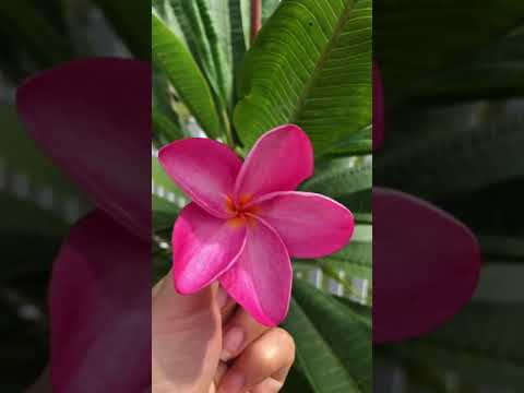 Videó: Plumeria Tompa