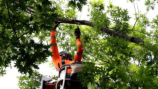 See how UK cares for over 13,500 trees