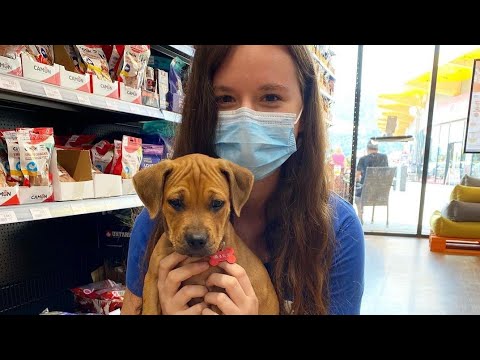 ف م ث ل ه ك م ث ل ال ك ل ب إ ن ت ح م ل ع ل ي ه ي ل ه ث أ و ت ت ر ك ه ي ل ه ث سبحان الله 