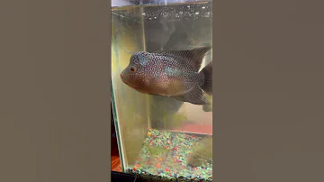 Damien The Evil One Pet Fish At Work Cichlid Aquarium Hobby 