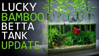 Maintaining a Lucky Bamboo Betta Aquarium - 3 Month Update!