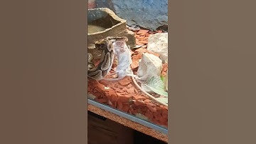 👉 “Unbelievable Snake Feeding 😱 Ball Python Eats Prey Instantly! #Shorts”