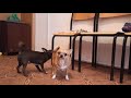 Брачные игры чихуахуа. Как сука заигрывает с кобелём. Вязка собак. /  breeding dogs