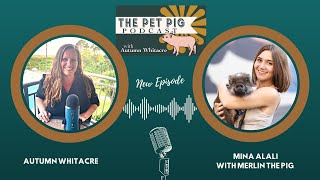 The Pet Pig Podcast:  Exclusive Interview with TikTok Star Merlin the Pig! by Autumn Acres Mini Pet Pigs 125 views 4 months ago 46 minutes