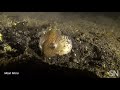 Watch a bobbit worm strike its prey  science news