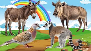 Summary of Animals: Donkey, Lemur, Warthog, Turtle Dove - Animal Paradise