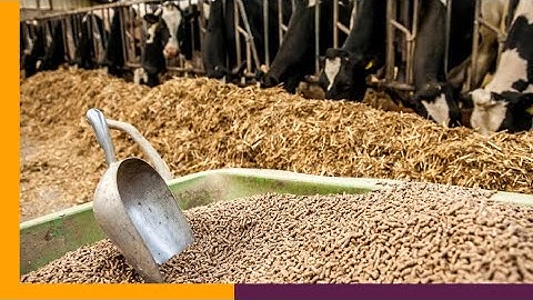 Premium Animal Feed Formulation: Nutrient-Rich Solutions for Livestock Health