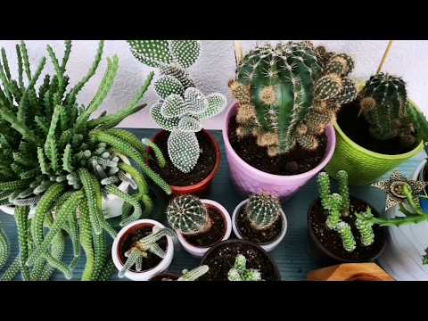 Video: Hoodia Gordonii Bitki Bilgisi - Hoodia'nın Kullanım Alanları ve Faydaları Nelerdir?