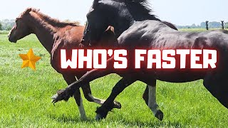 Is Rising Star⭐️ the fastest?!? I like all these sights @Stal G and Stal H. | Friesian Horses