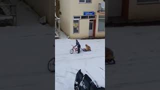Cluj - Câine tras pe sanie de un băiat