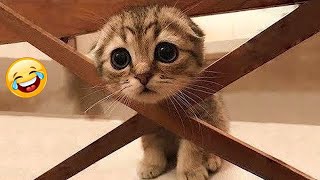 New Funny Animals 2024 😂 Funniest Cats and Dogs Videos #151 by Pet World 353 views 3 months ago 9 minutes, 10 seconds