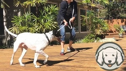 Prong 101 - Part 3 - Leash Language