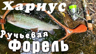 Хариус.Ручьевая форель. Рыбалка в Ленинградской области. Май 2023.