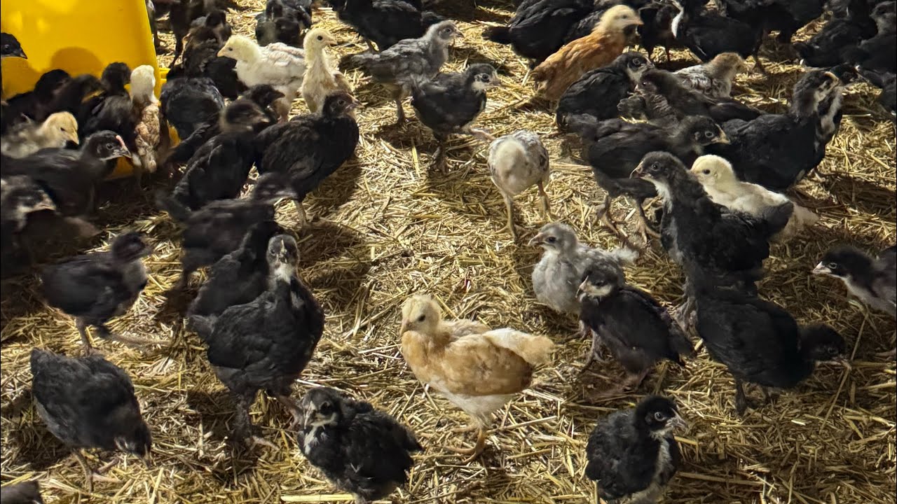 BERUNIY OFY 2026 YIL JOJALAR KELDI