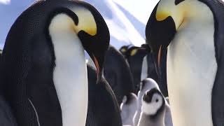 A pair of emperor penguins look down at their chick 🐧