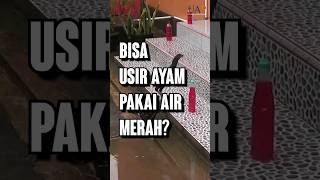 Ayam TAKUT Air Merah? Tips JITU Usir Ayam !!!