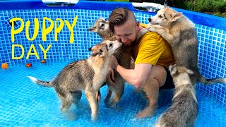 Cute Puppies Dive Into the Pool For the First Time.