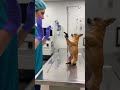 #doglife #comedyshorts
