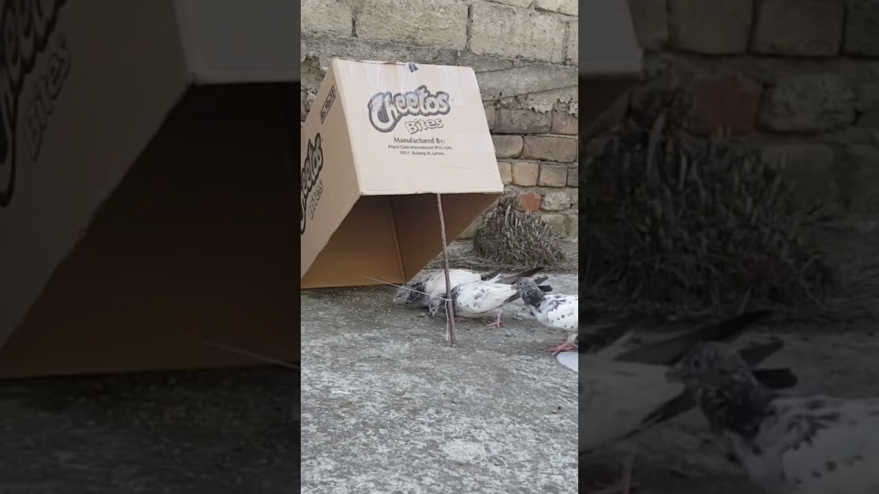 Best quick pigeon trap using cardboard box || short