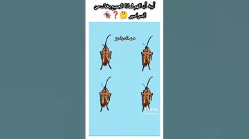 أريد أن أفهم لماذا الجميع يخاف من الصراصير ويلي ويلي من الصراصير صراصير Fypシ Viral Fyp 