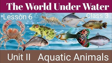 The world under water, Class 3 english, all activity solution, The world under water unit II