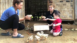 Overcome difficulties : The single mother was given a flock of chickens by her sister, Ly Mai