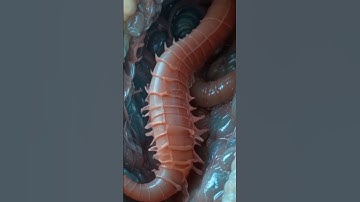 How Intestinal Worms Move and Spread | 3D Realistic Video
