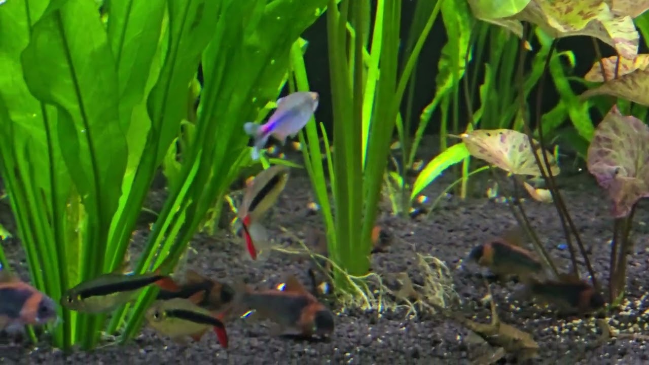 Tetraodon Shoutedeni 