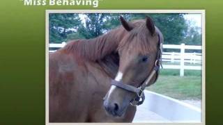 Miss Behaving - Sold