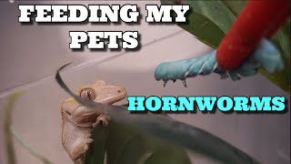 Feeding My Pet Reptiles Huge Green Hornworms!